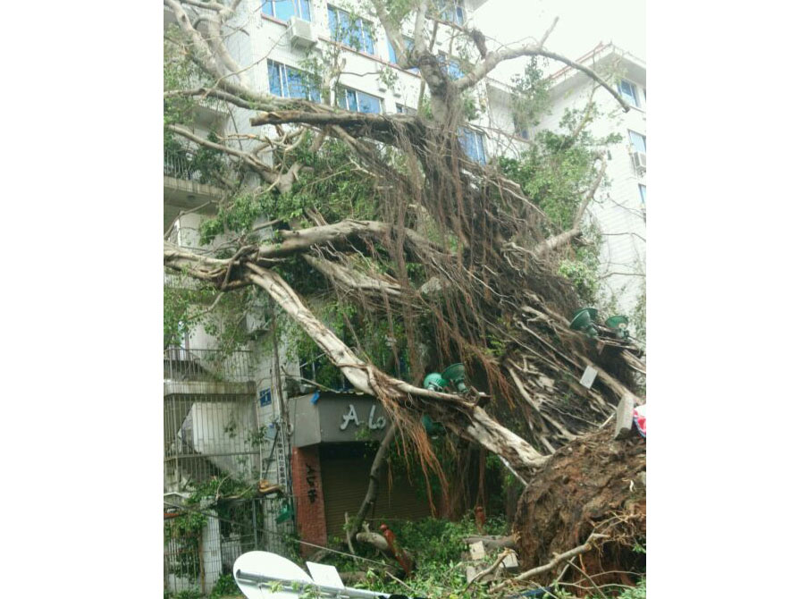 石鼓路大榕樹，在莫蘭蒂的吹襲中連根拔起2_集美石鼓路商圈