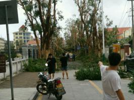 集美小學(xué)莫蘭蒂災(zāi)后大樹全倒_集美石鼓路商圈