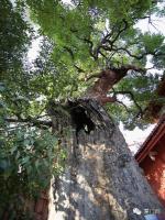 集美區后溪鎮后溪鎮西井村[西井鐵爐宮] - 關帝及鄉神松木大王 (9)_集美區后溪鎮后溪鎮西井村西井鐵爐宮-關帝及鄉神松木大王