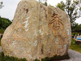 千香石2_美翻了！翔安這香山50畝花海綻放，小伙伴們約起來！