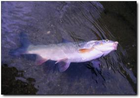 杏林灣釣魚(yú) (5)_集美杏林灣釣魚(yú)