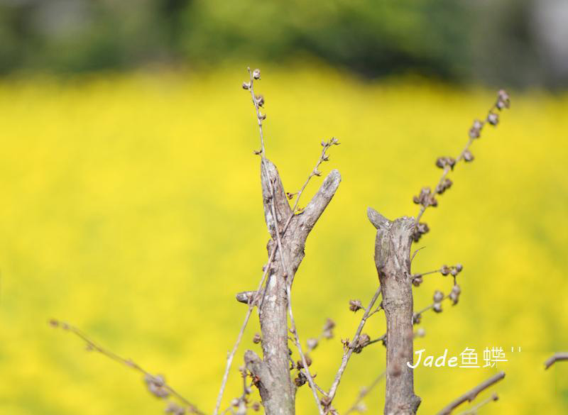 蔗內(nèi)村油菜花田 (6)_蔗內(nèi)村油菜花田