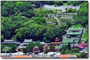 鳳山茶園 (5)_鳳山茶園