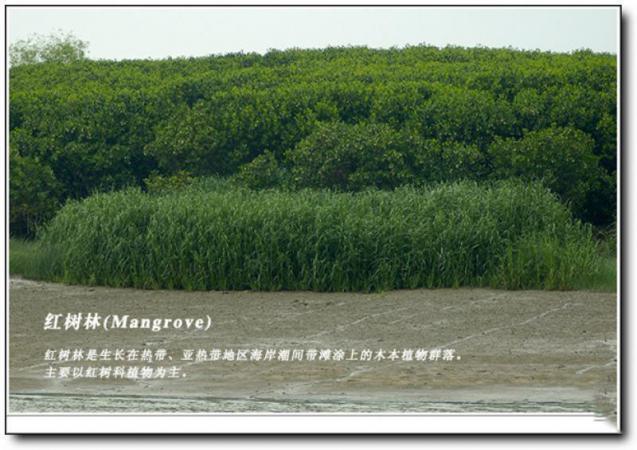 龍海龍海紅樹(shù)林自然保護(hù)區(qū) (5)_龍海紅樹(shù)林自然保護(hù)區(qū)