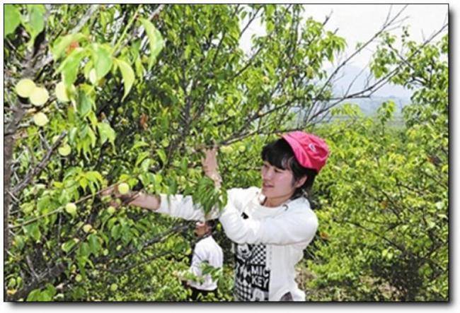 詔安紅星鄉(xiāng)萬畝梅園 (6)_詔安紅星鄉(xiāng)萬畝梅園