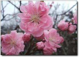閩侯大安櫻花林農(nóng)場(chǎng) (1)_閩侯大安櫻花林農(nóng)場(chǎng)