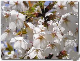 閩侯大安櫻花林農(nóng)場(chǎng) (5)_閩侯大安櫻花林農(nóng)場(chǎng)