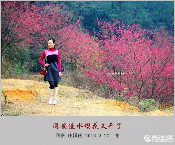 同安造水櫻花又開了！櫻花、梨花一起來！