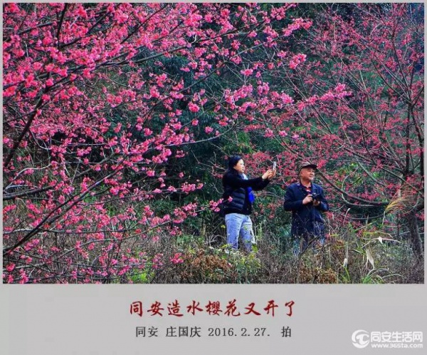 同安造水櫻花又開了！櫻花、梨花一起來！