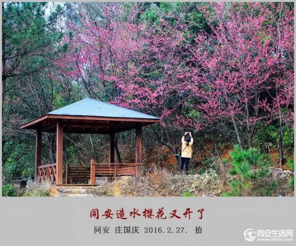 同安造水櫻花又開了！櫻花、梨花一起來！