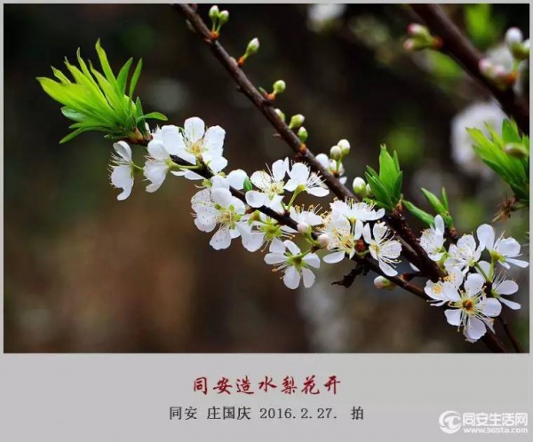 同安造水櫻花又開了！櫻花、梨花一起來！