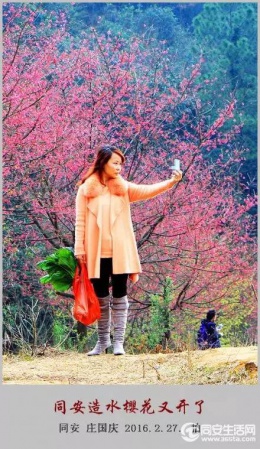同安造水櫻花又開了！櫻花、梨花一起來！