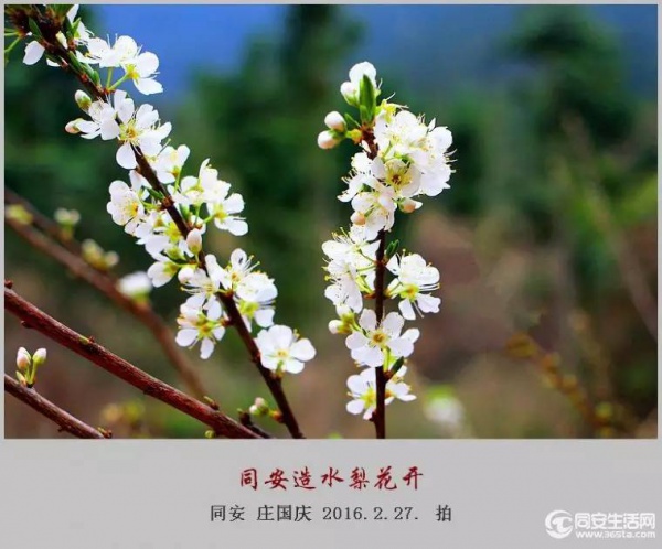 同安造水櫻花又開了！櫻花、梨花一起來！