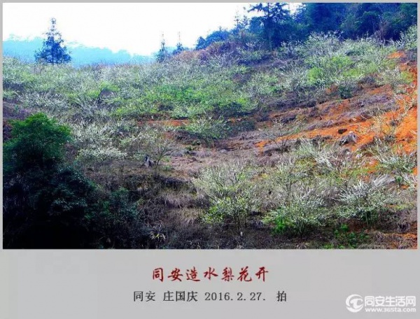 同安造水櫻花又開了！櫻花、梨花一起來！
