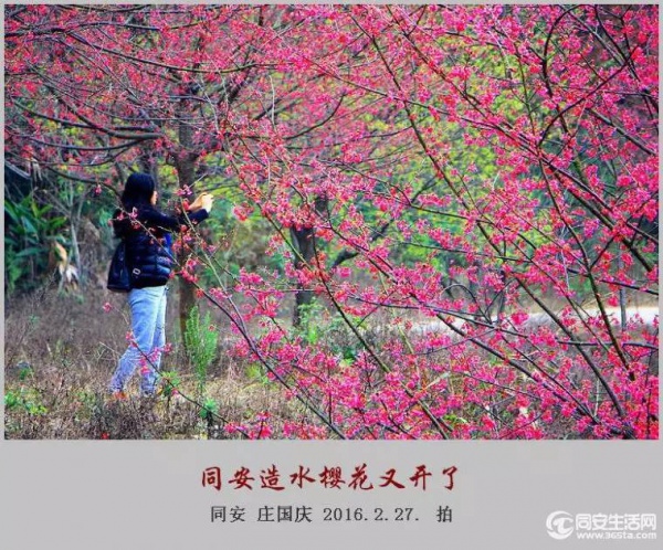 同安造水櫻花又開了！櫻花、梨花一起來！