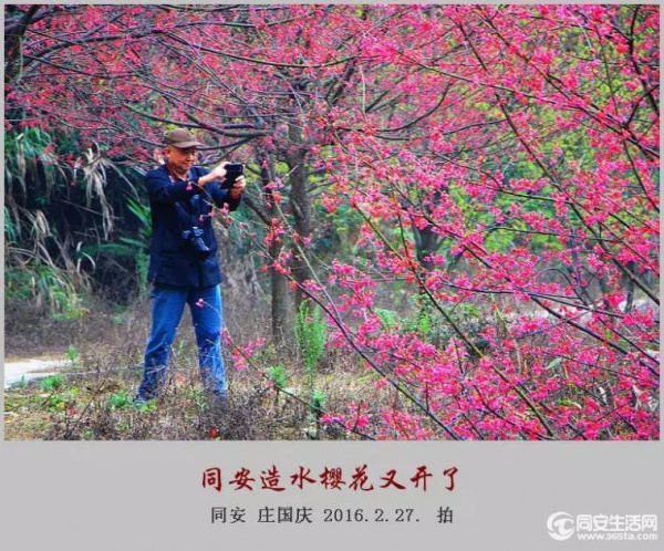 同安造水櫻花又開了！櫻花、梨花一起來！