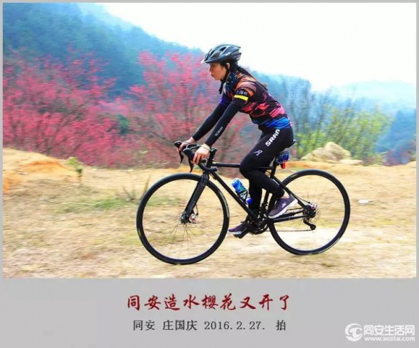 同安造水櫻花又開了！櫻花、梨花一起來！
