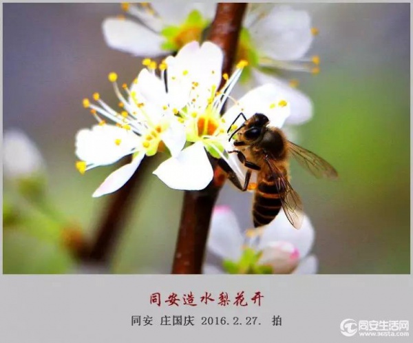 同安造水櫻花又開了！櫻花、梨花一起來！