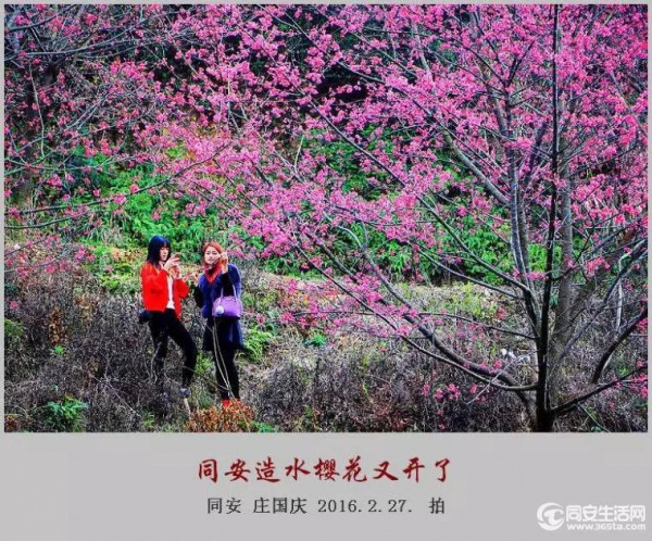 同安造水櫻花又開了！櫻花、梨花一起來！