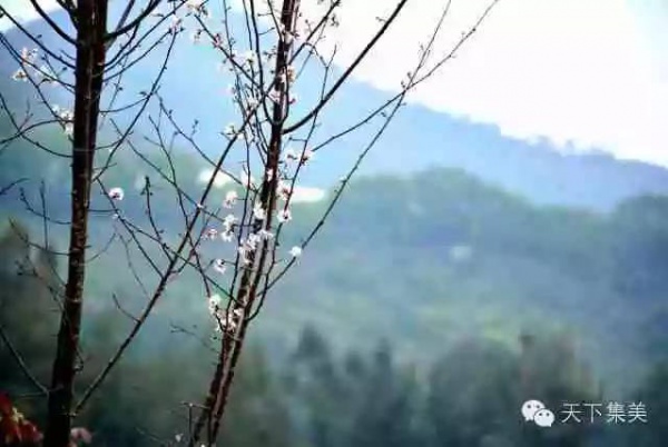 天馬山的櫻花種好了，以后來(lái)這賞花吧！