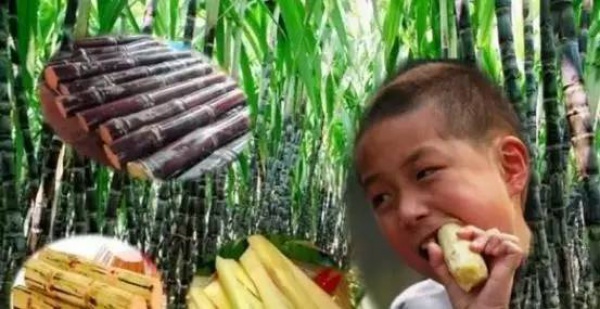 集美人注意！最近千萬(wàn)別吃它，比毒蛇還毒！目前尚無(wú)特殊療法！