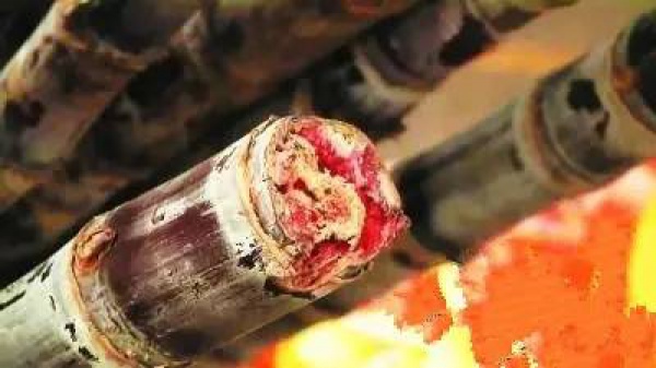 集美人注意！最近千萬(wàn)別吃它，比毒蛇還毒！目前尚無(wú)特殊療法！