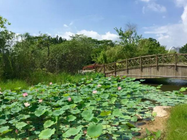 好玩集美丨園博苑新亮點(diǎn),暑期大家Hi起來(lái)！