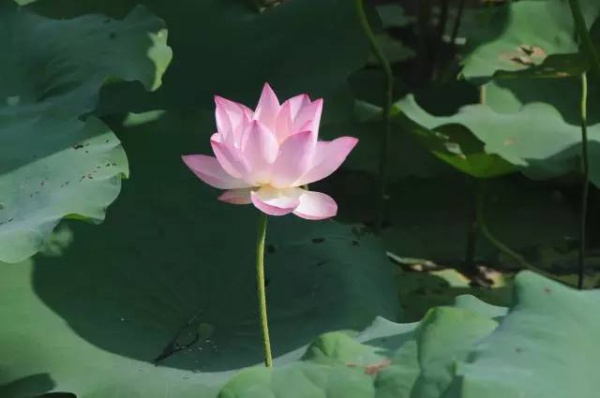 好玩集美丨園博苑新亮點(diǎn),暑期大家Hi起來(lái)！