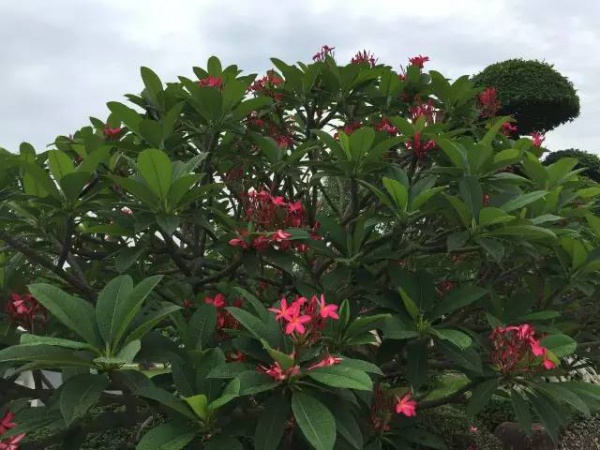 好玩集美丨園博苑新亮點(diǎn),暑期大家Hi起來(lái)！