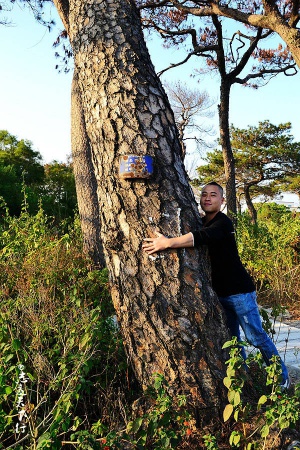 翔安這香山50畝花海綻放