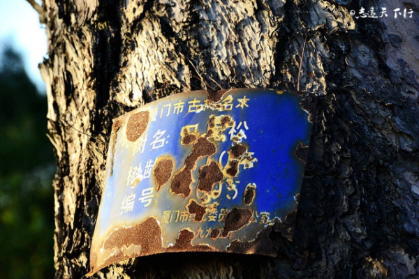 翔安這香山50畝花海綻放