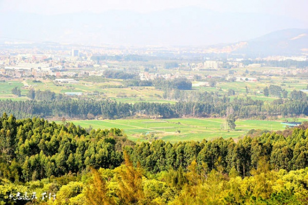 翔安這香山50畝花海綻放
