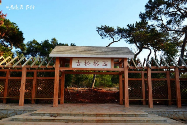 翔安這香山50畝花海綻放
