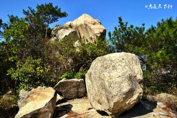 翔安這香山50畝花海綻放