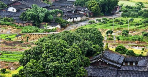 集美周邊游丨這個“明朝荔枝”火了600年，落在這個古鎮！