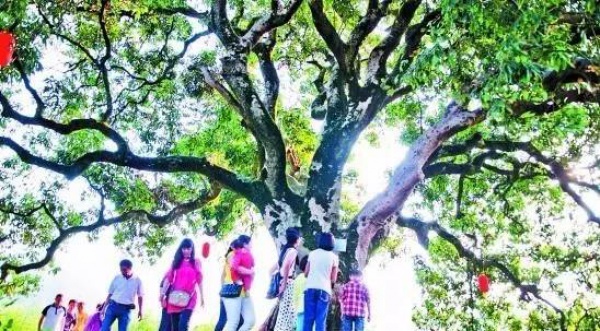集美周邊游丨這個“明朝荔枝”火了600年，落在這個古鎮！