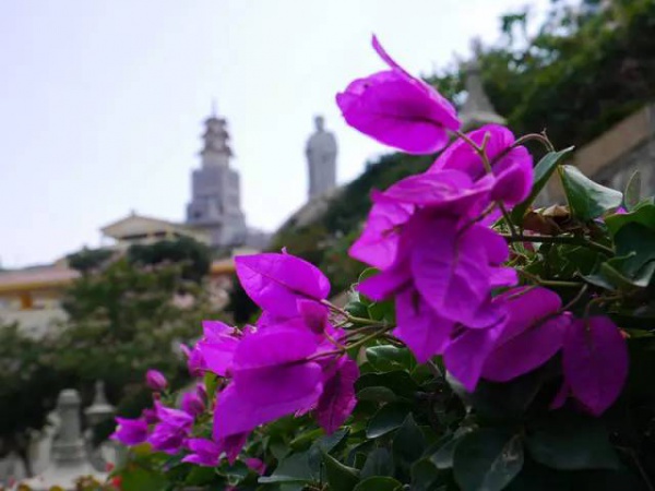 集美周邊游丨普照寺，南太武山下的故土情懷