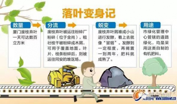 廈門60萬株樹木被臺風吹倒，它們都去哪了？還有13.5萬株等待回種....