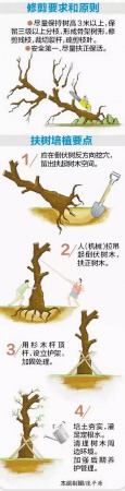 廈門60萬株樹木被臺風吹倒，它們都去哪了？還有13.5萬株等待回種....