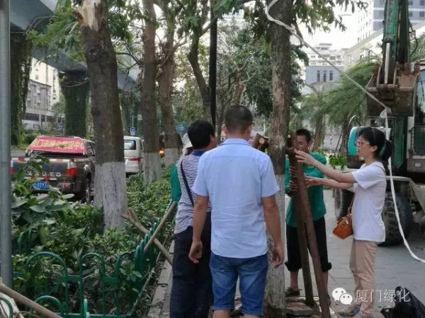 廈門60萬株樹木被臺風吹倒，它們都去哪了？還有13.5萬株等待回種....