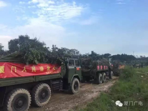 廈門60萬株樹木被臺風吹倒，它們都去哪了？還有13.5萬株等待回種....