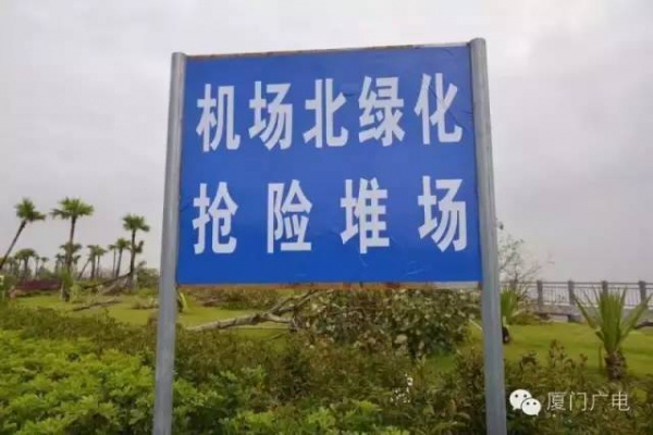 廈門60萬株樹木被臺風吹倒，它們都去哪了？還有13.5萬株等待回種....