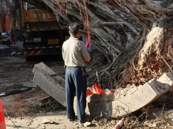 從前，學村有個地方叫石鼓路大榕樹……今天大榕樹搬家了！