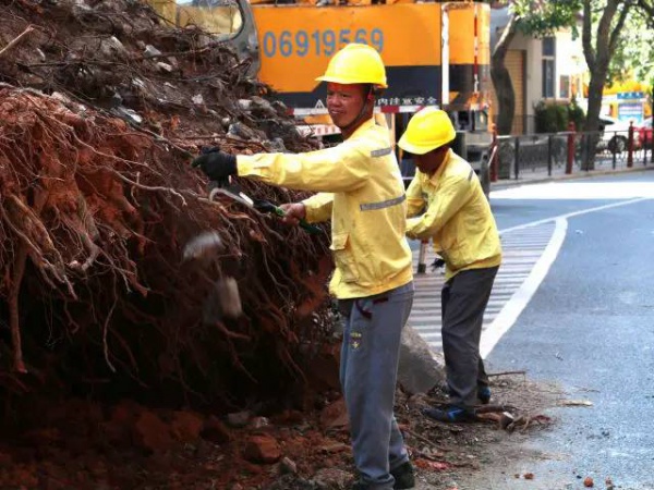 從前，學村有個地方叫石鼓路大榕樹……今天大榕樹搬家了！