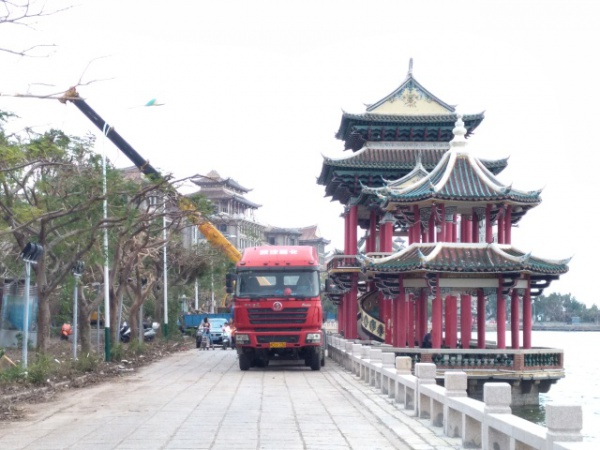 從前，學村有個地方叫石鼓路大榕樹……今天大榕樹搬家了！