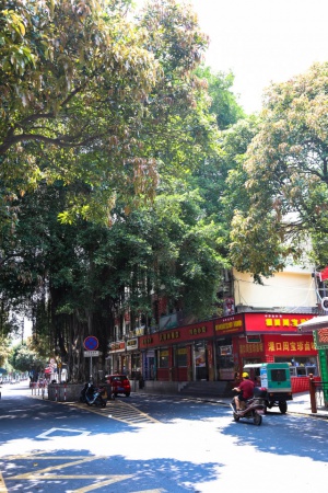 學村印象｜原來，石鼓路不僅有大榕樹，還有個“小巴黎”……
