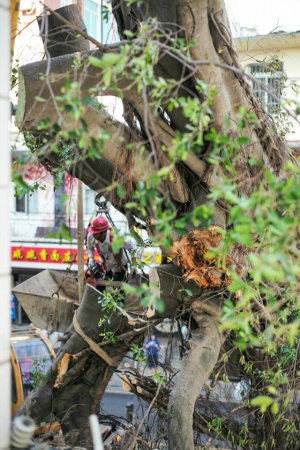 學村印象｜原來，石鼓路不僅有大榕樹，還有個“小巴黎”……