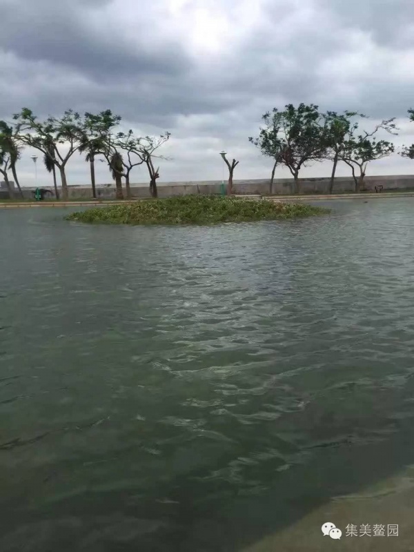 這是集美鰲園一年唯獨(dú)一次的景色