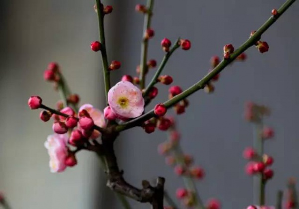 家里放這些植物大吉大利、平安招財，你放了沒有？