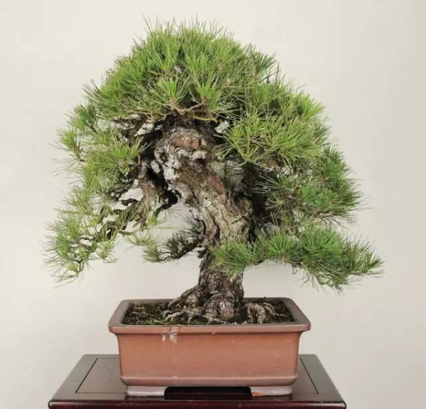 家里放這些植物大吉大利、平安招財，你放了沒有？